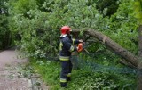 Silny wiatr wyrządził szkody na Pomorzu. 51 interwencji strażaków