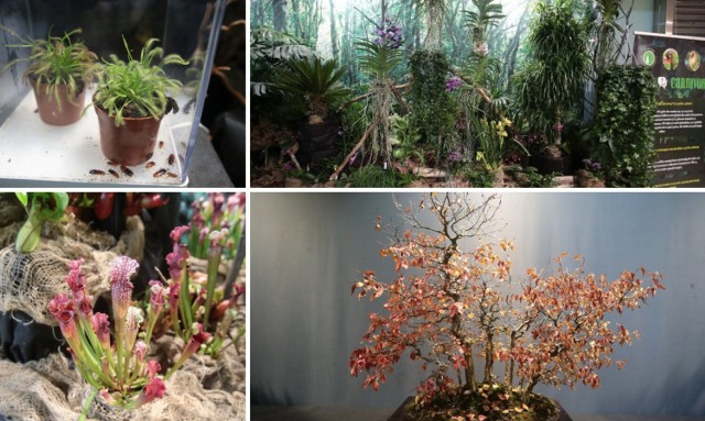 Festiwal roślin owadożernych „Atak gigantów” oraz Wystawa orchidei, bonsai i sukulentów – 14.11.21