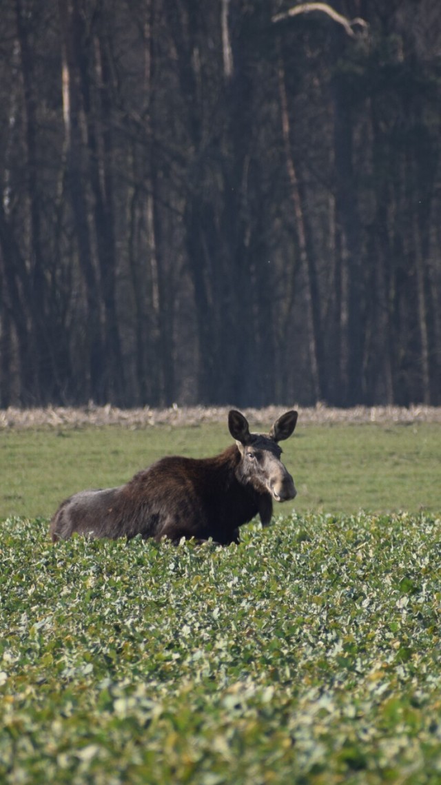 Klępa leżała w trawie. Mimo tego, że zbliżali się do niej ludzie, nie uciekała.