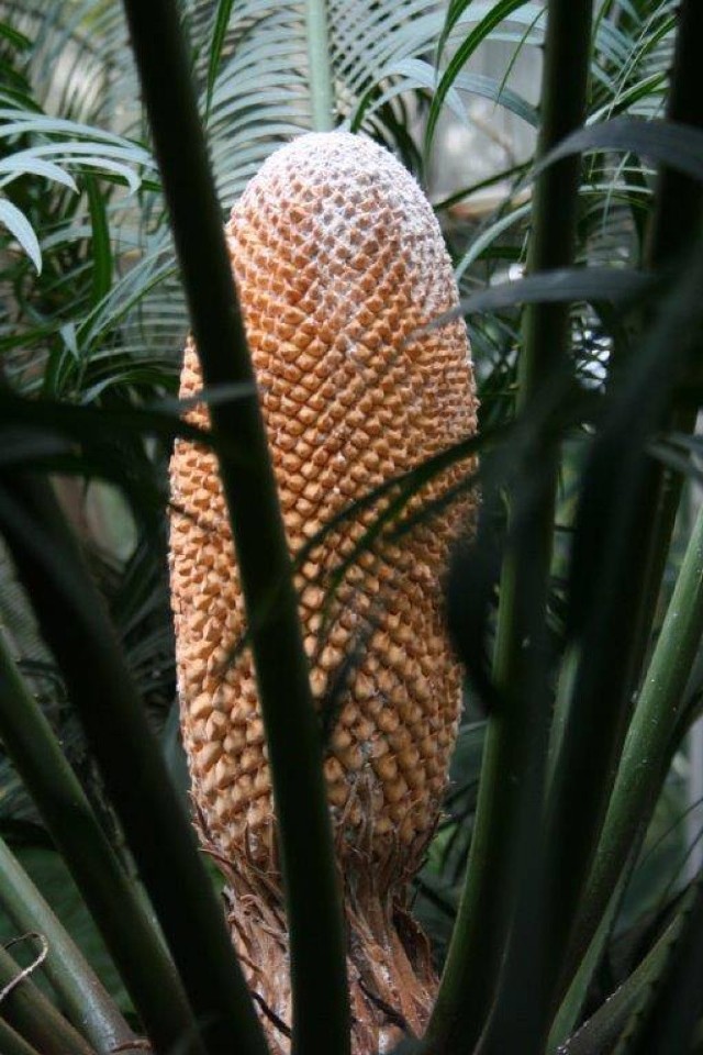 Palmiarnia Poznańska: Zobacz Cycas circinalis