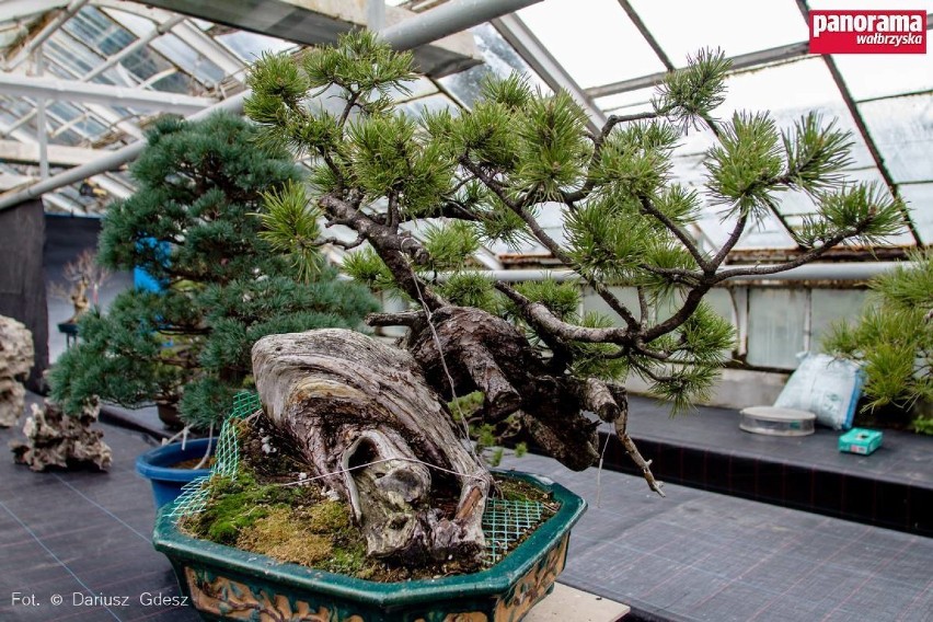 Kawałek Orientu w Wałbrzychu. Wystawa drzewek bonsai z palmiarni [ZDJĘCIA]