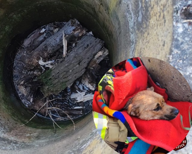 Druhowie ze Skoroszyc uratowali psa, który wpadł do studni.