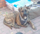 Reks Malbork informuje: Duży pies przybłąkał się w Gościszewie