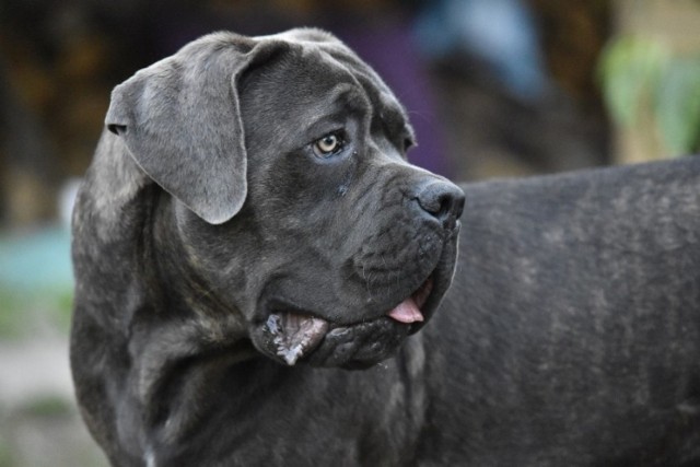 Dog kanaryjski to rasa psów tzw. niebezpiecznych. Wymagane jest pozwolenie na jego posiadanie na konkretnym terenie.