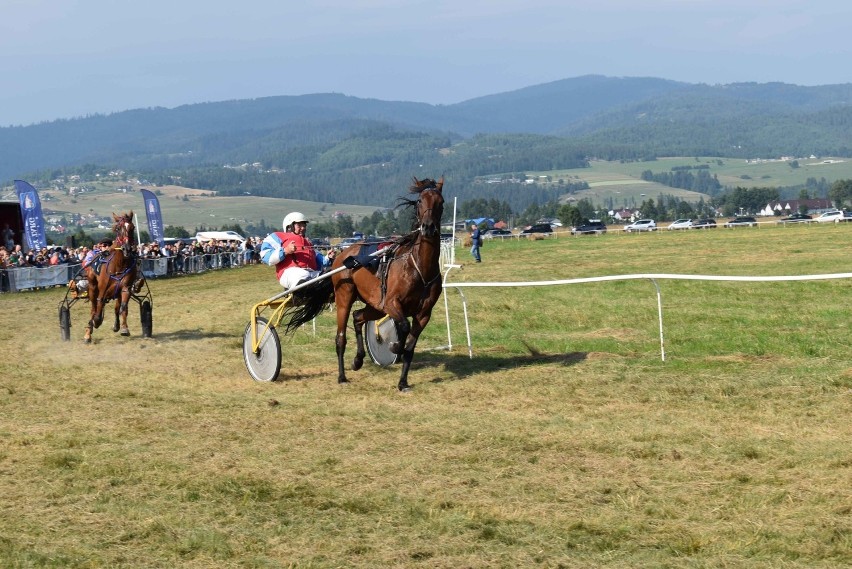 Piknik Jeździecki w Nowy Targu. Byli ułani, kłusaki, konie półkrwi i wyścigi  