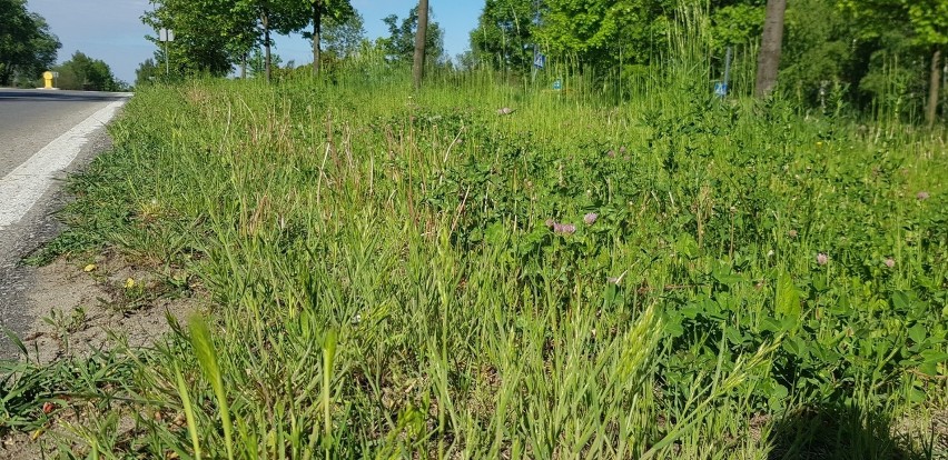 W Dąbrowie Górniczej nie wszystkie trawniki będą koszone...