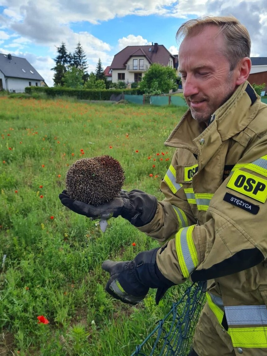 Stężyca, Miszewo. Niecodzienne akcje strażaków! Zobaczcie koniecznie!