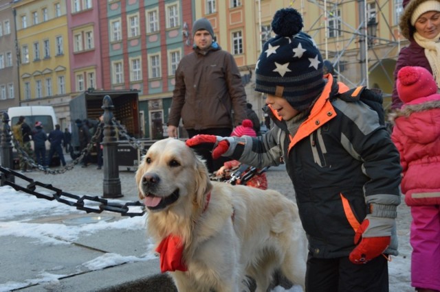 24. Finał WOŚP we Wrocławiu. Kwestują właściciele psów rasy golden retriever