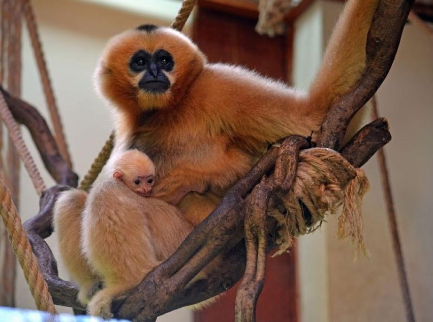 Młody gibbon białopoliczkowy i pekari tagua