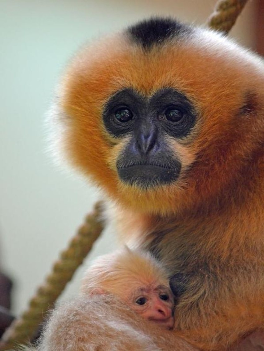 Młody gibbon białopoliczkowy i pekari tagua