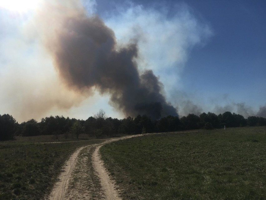 Około godziny 15:00 doszło do dużego pożaru w lesie w...