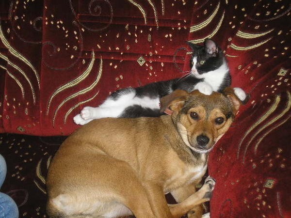 Kot Libi i pies Dżaga