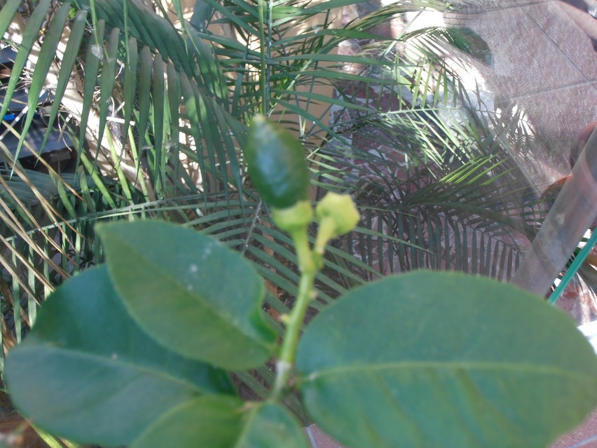W Zielonogórskiej Palmiarni kwitną rośliny [zdjęcia]