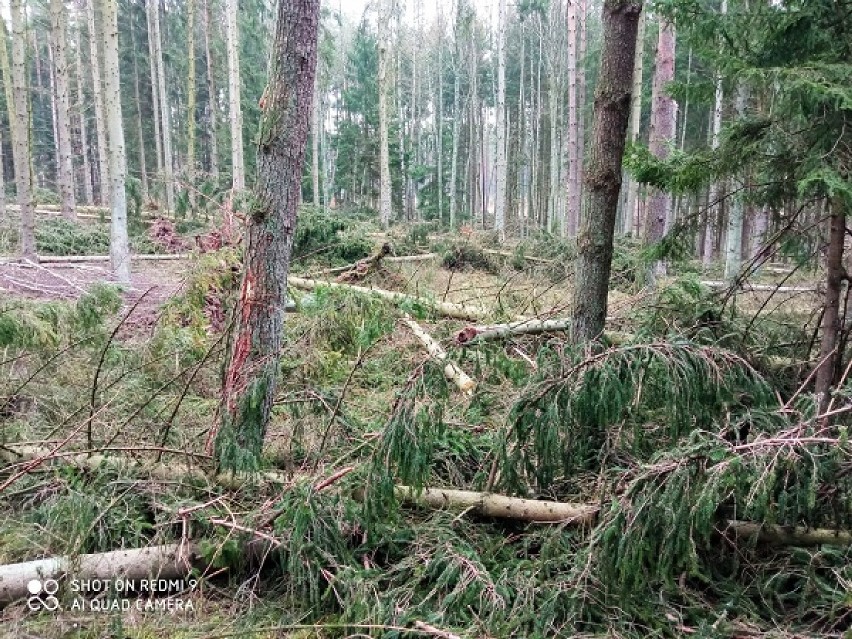 Leśnicy liczą straty. Nadia zrobiła spustoszenie w lasach 