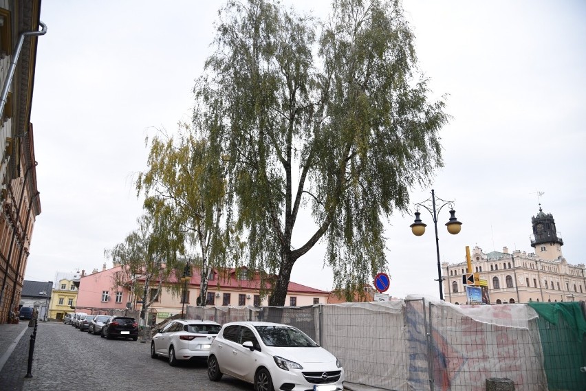 Ostatnie drzewa w jarosławskim Rynku pod topór. Temat "betonozy" powraca [ZDJĘCIA]