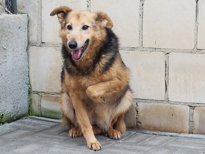 Psy i koty do adopcji w schronisku dla bezdomnych zwierząt w Radomsku (4.04.2022) ZDJĘCIA