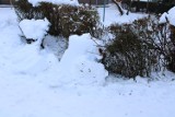 Drzewa i krzewy w Olkuszu i okolicach nie wytrzymały naporu śniegu. Masa połamanych gałęzi. Zobaczcie zdjęcia