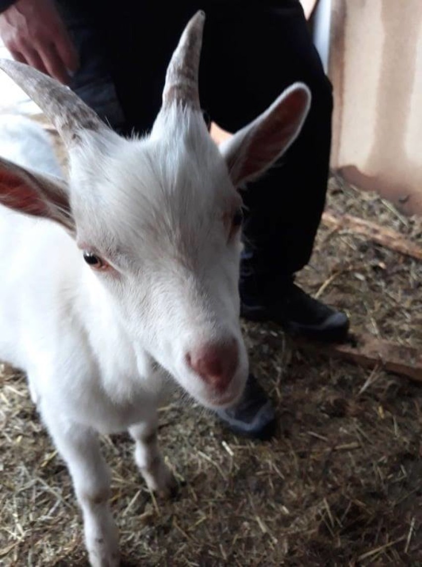 OTOZ Animals Kwidzyn szuka nowego domu dla kóz. "Stały w błocie, praktycznie bez dachu nad głową" [ZDJĘCIA]