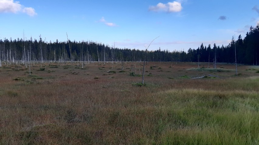 Trwa rozbiórka wieży widokowej na rezerwacie przyrody Torfowisko pod Zieleńcem. Groziła zawaleniem (ZDJĘCIA)