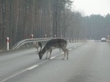 Piękno podskierniewickich lasów w obiektywie Sławomira Kołosowskiego [ZDJĘCIA]