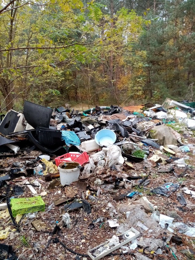 Odpady znaleziono w sumie w dwóch miejscach w lasach pod Borują Nową