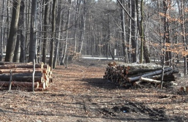 Żory: Wycinka drzew przy ERG-u. Zniknie 15,7 tys. drzew!