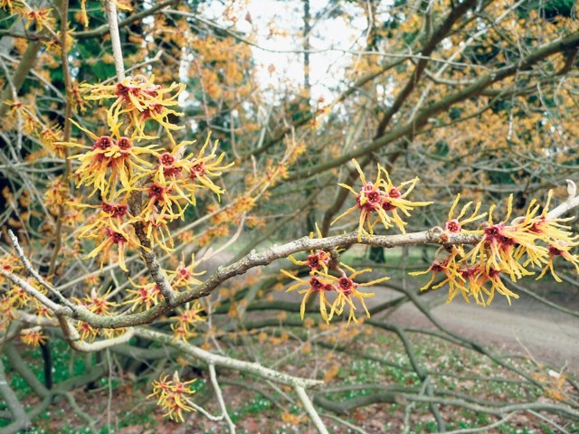 W rogowskim arboretum gości oczarują kwitnące kwiaty i drzewa.