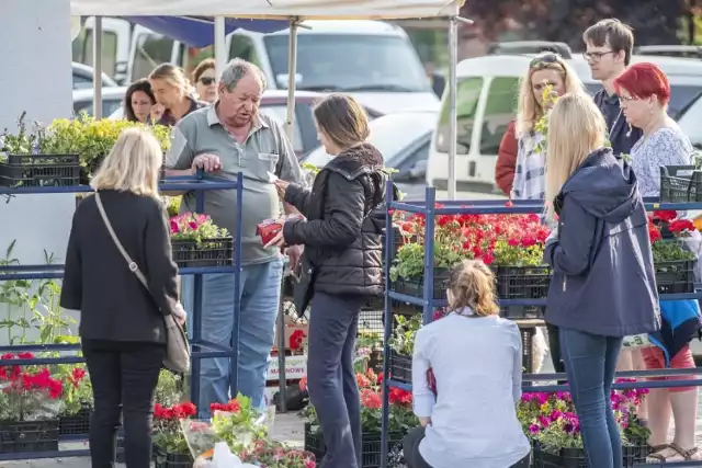 Setki osób pojawiły się w sobotę od rana na ryneczku na os. Rusa w Poznaniu. Wszystko za sprawą wnuczek pana Wojciecha, który od 20 lat sprzedaje w tym miejscu sadzonki. - Postanowiłyśmy wyprzedać wszystkie sadzonki, by dziadek mógł więcej czasu spędzić z babcią, która przebywa w hospicjum - mówi Sara Nowicka.
Przejdź do kolejnego zdjęcia --->