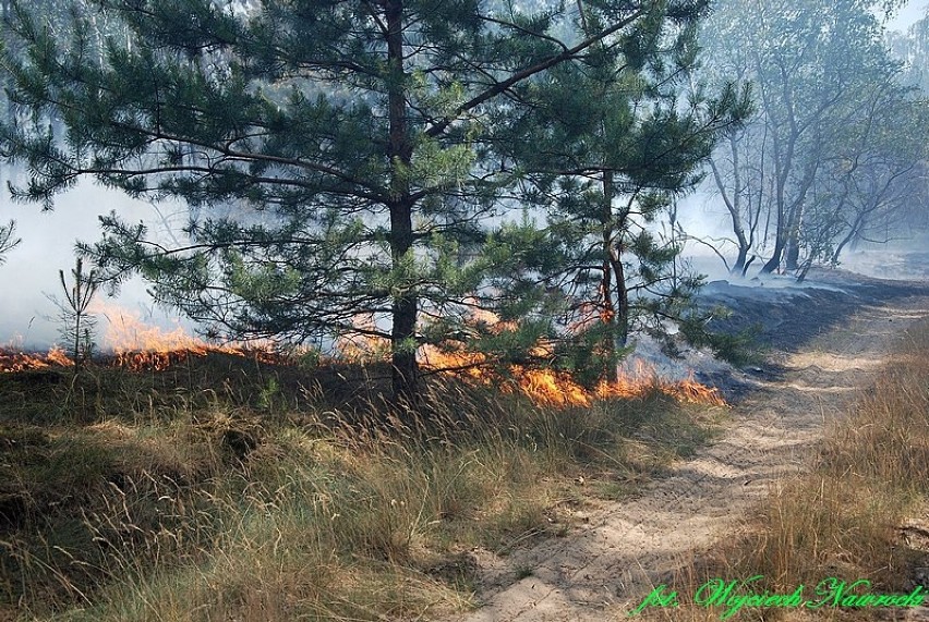 Pożar lasu i nasypu kolejowego w Nakonowie [zdjęcia]