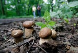 Mapa grzybów w okolicach Łodzi. Sprawdź, gdzie rosną grzyby w województwie łódzkim! Sprawdzone miejsca na grzyby 17.11.2021