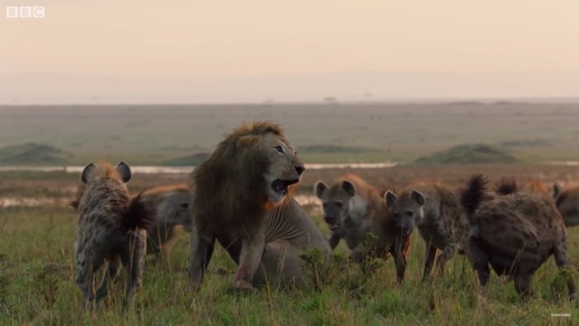 Walka lwa ze stadem hien w odcinku programy zrealizowanego przez BBC Earth.