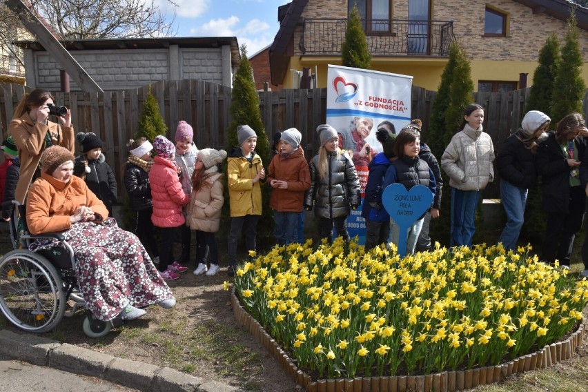 Fundacja „Z godnością”. Zakwitły żonkilowe pola nadziei. ZDJĘCIA