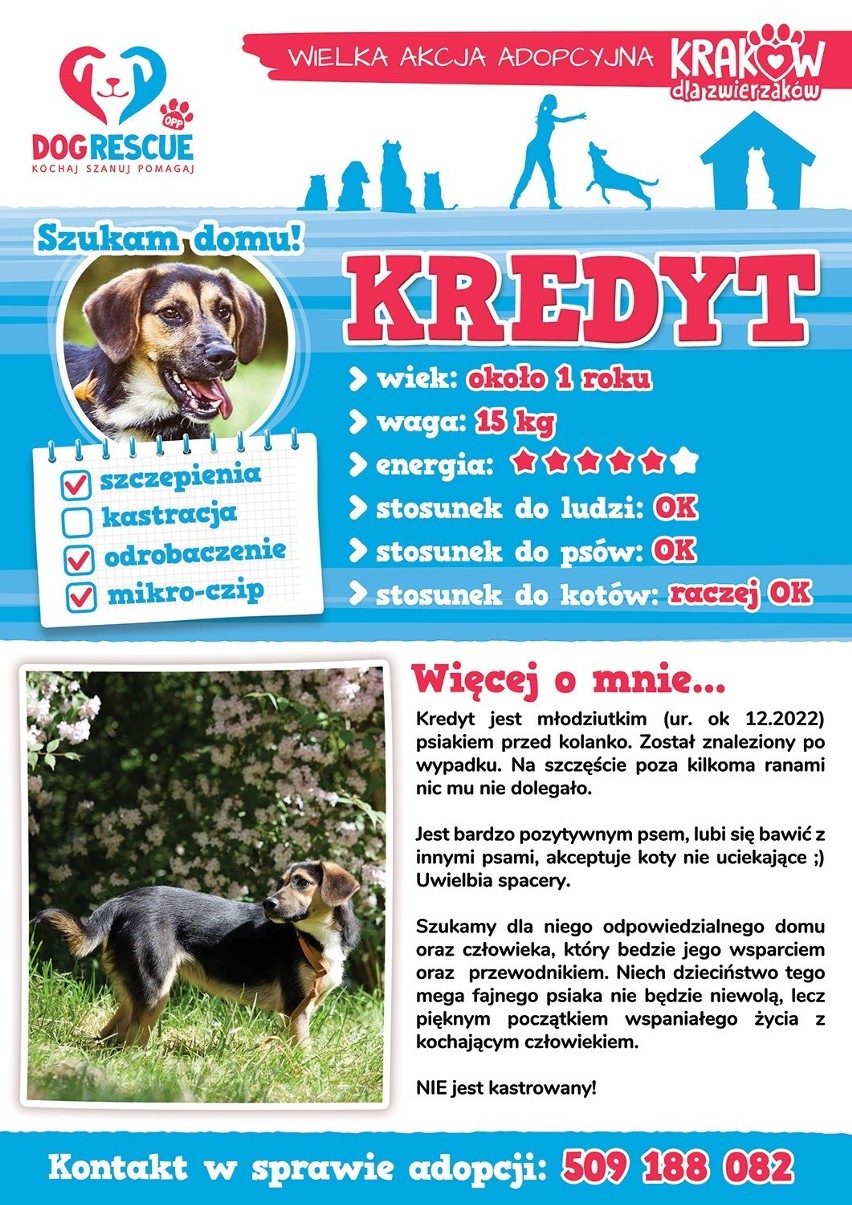 Akcja adopcji psów w Krakowie. "Przyjdźcie, pokochajcie i dajcie dom psiakowi"! 