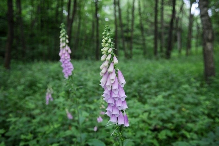 Gryżyński park krajobrazowy