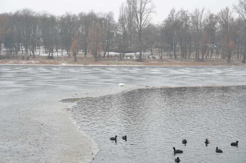 Zakrwawiony łabędź na lodzie jeziora Jelonek [FOTO, WIDEO]