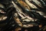 Afera rybna. Sprzedawano przetwory rybne zagrażające zdrowiu?