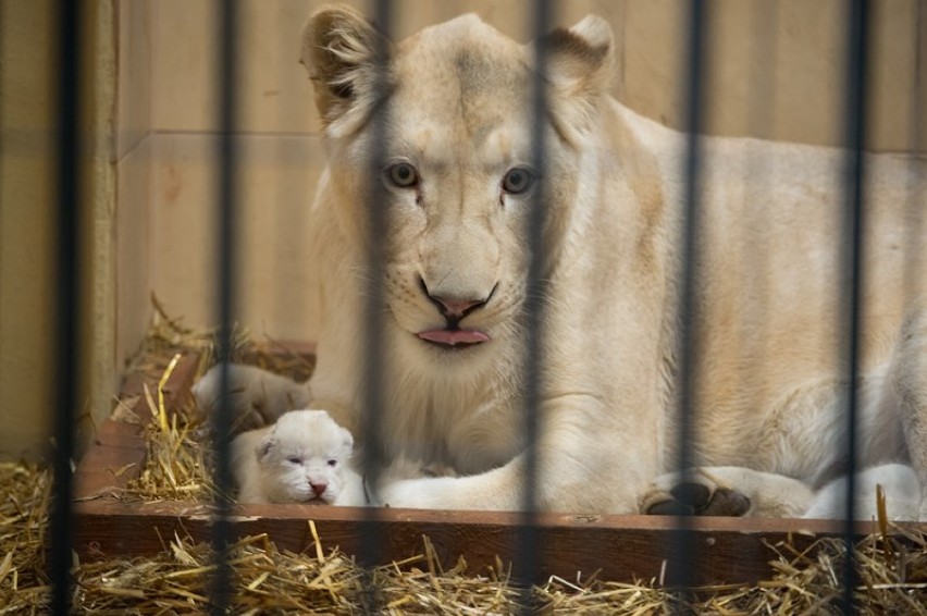 Trzy białe lwy urodziły się w Zoo Safari w Borysewie