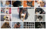 Straż Miejska w Nowym Sączu złapała kilkadziesiąt zwierząt [ZDJĘCIA]