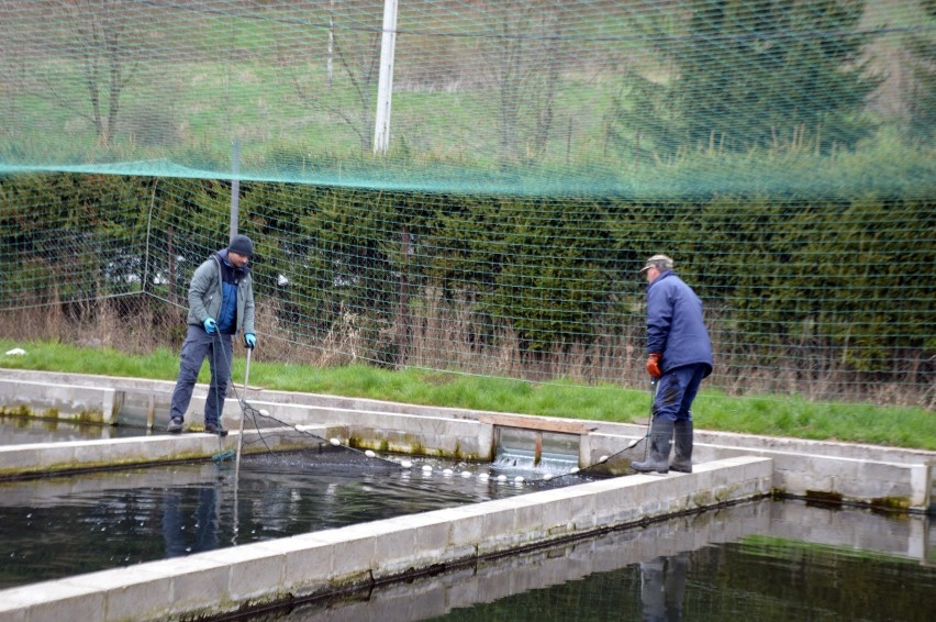 10 milionów ryb trafiło do naszych rzek. Trwa akcja zarybiania wód Dolnego Śląska 