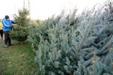 „Choinko piękna, jak las, choinko zostań wśród nas!”. Ile w tym roku zapłacimy za świąteczne drzewko?
