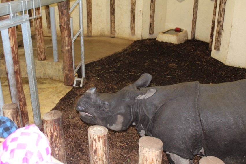 Nosorożec indyjski we wrocławskim zoo