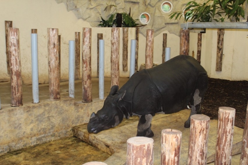Nosorożec indyjski we wrocławskim zoo