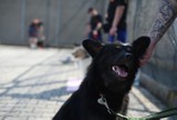 Więźniowie uczą się opiekować psami w Zakładzie Karnym w Wojkowicach [ZDJĘCIA]