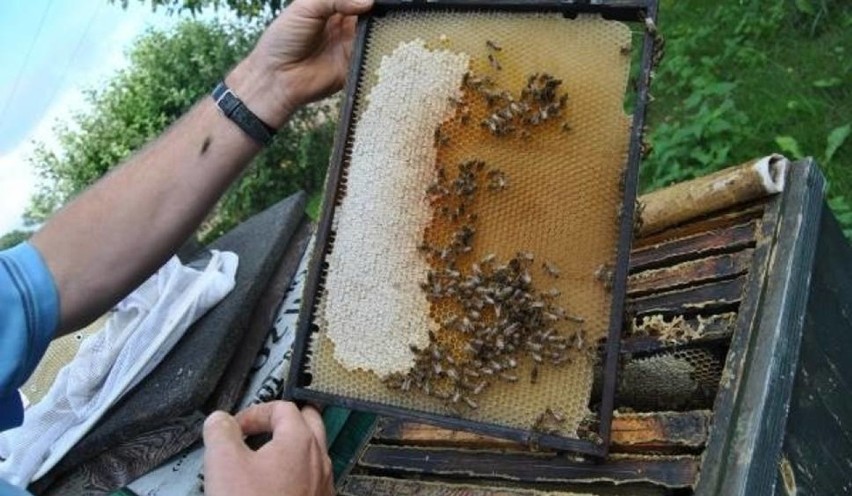Pszczelarstwo w Szczecinie? Na razie nie będzie pasiek miejskich