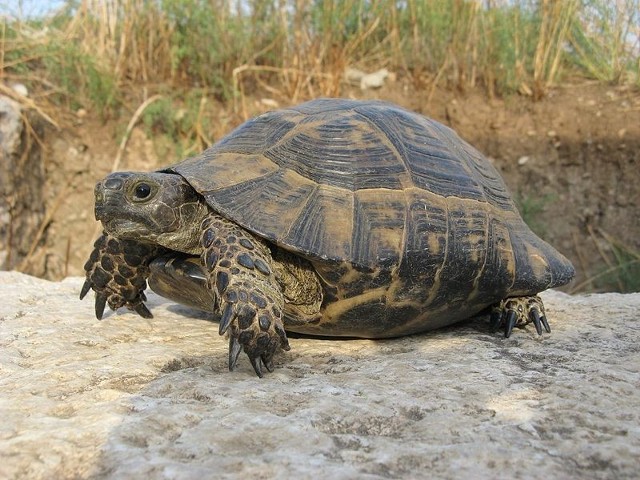 Źródło: http://commons.wikimedia.org/wiki/File:Tortoise,_Patara,_Lycia,_Turkey.jpg