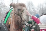 Odszedł Ivan- wielbłąd dwugarbny, pupil odwiedzających Nasze Zoo w Goerlitz