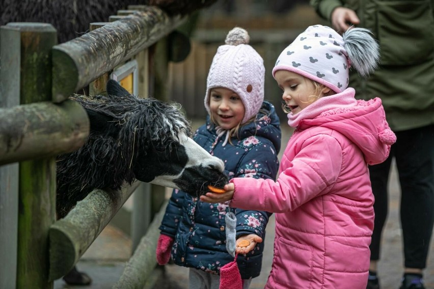 Żywa szopka i zagadki. Krakowskie zoo zachęca do odwiedzin w nadchodzące święta