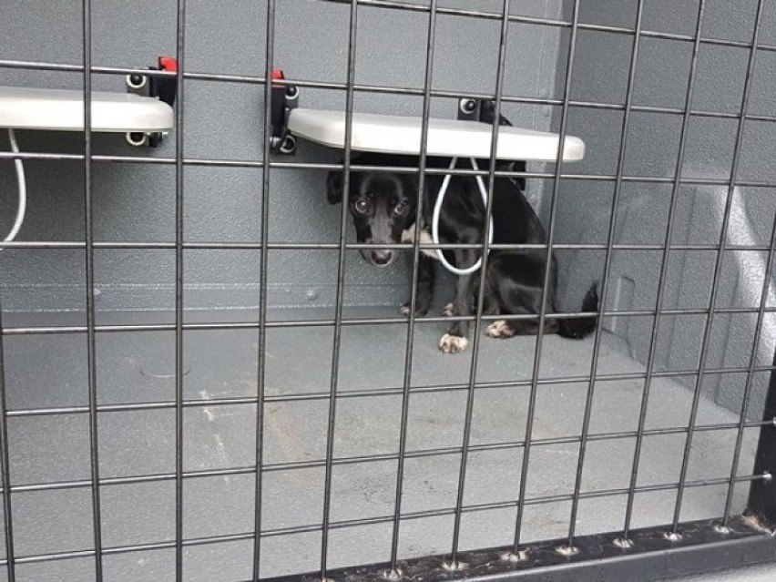 Uratowali psa, który wpadł do zbiornika po szambie w Wejherowie