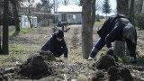 Wielkie sadzenie drzew w gminie Chojnice. Mieszkańcy dostali aż 1000 sadzonek [WIDEO]