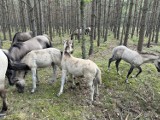 14 źrebiąt konika polskiego w Nadleśnictwie Kliniska